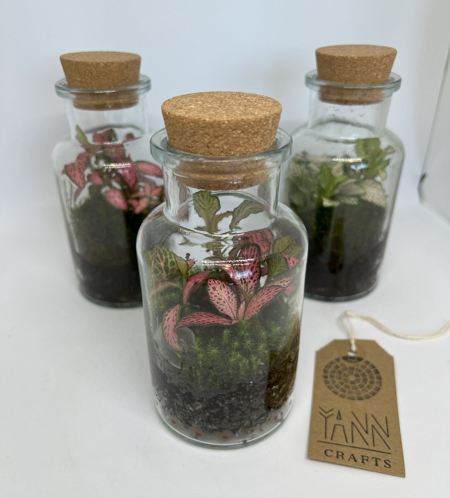 Fittonia in a Jar, 300ml