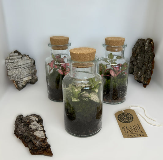 Fittonia in a Jar, 300ml