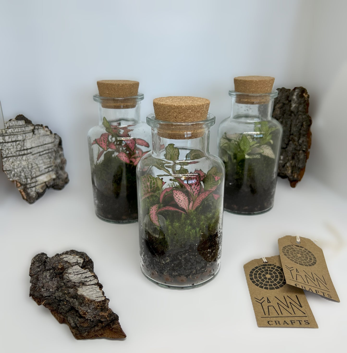 Fittonia in a Jar, 300ml