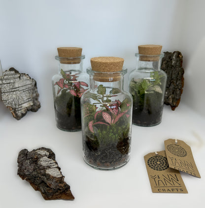 Fittonia in a Jar, 300ml
