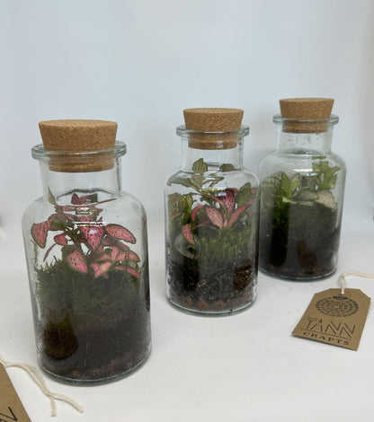Fittonia in a Jar, 300ml